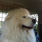 sunnysamoyed