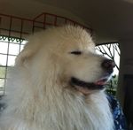 Profile (sunnysamoyed)