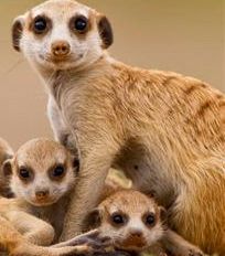 meerkat mom.jpg