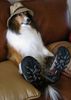 dog big shoes.JPG