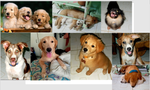 Profile Banner