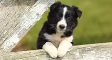 Border Collie Boy