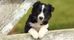 Border Collie Boy