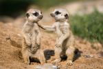 meercats got your back.jpg