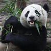 hungry_panda