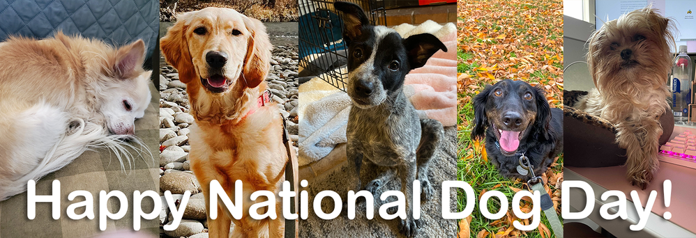 Natl Dog Day 2021.png