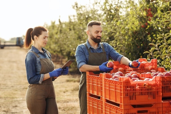 A person and person cutting red apples in a field.