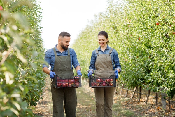 A person and person holding open red apples.