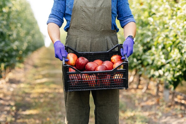 A person holding a bag of apples in their hands.