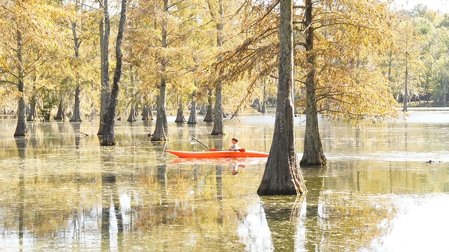 A person rowing a canoe through a flooded forest.