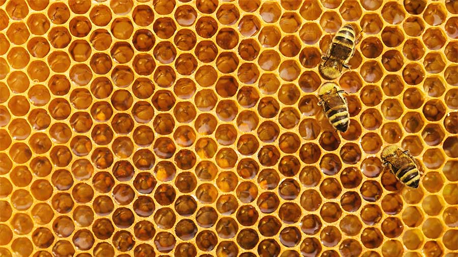 Success tastes sweet for this honeycomb business with a mission to combat honey fraud