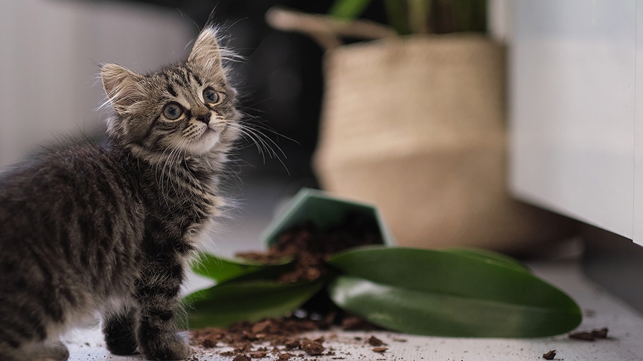 A cat standing on top of a plant filled with leaves.