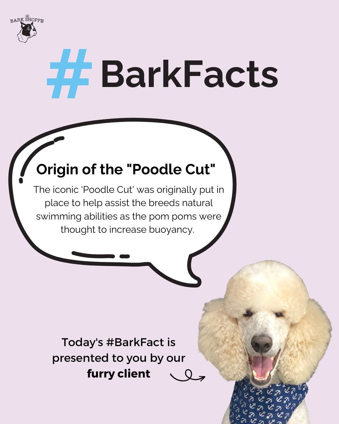 Bark facts from the bark shoppe