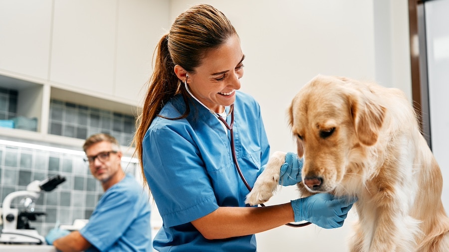 A veterinarian gives an examination to a dog