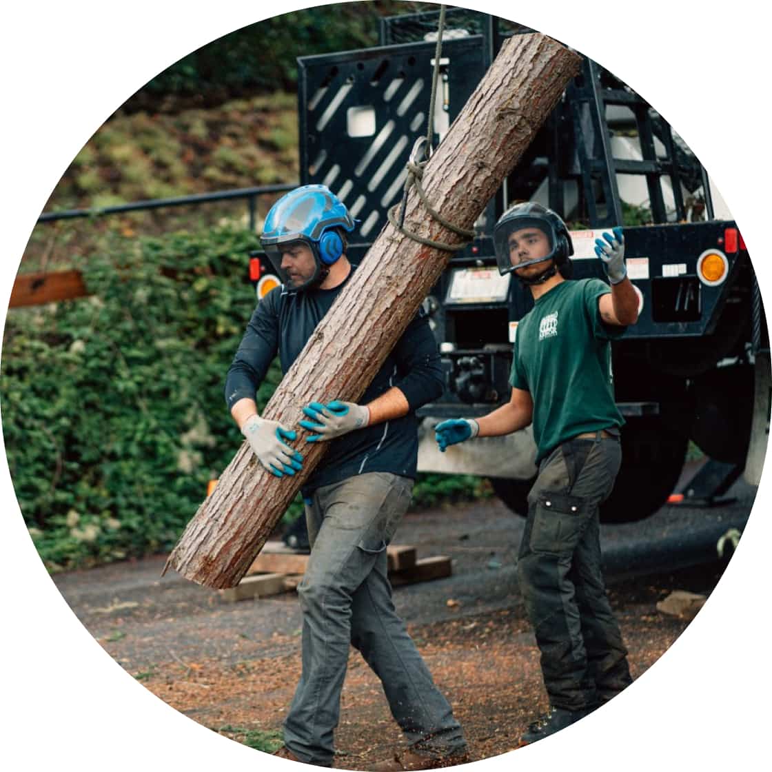 Two employees of an tree service company carrying and spotting the movement of a large log.