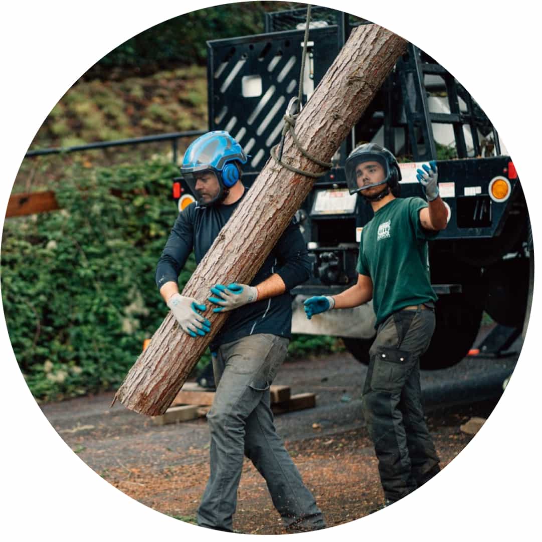 A team of employees performing tree removal services.